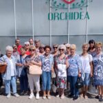 orchidea