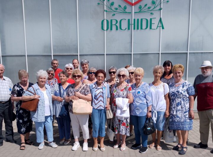 orchidea