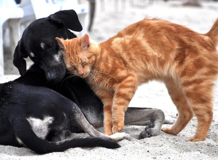 petguru.hu - 2026 január - LinkMarketing - 4